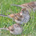 Chipping Sparrow